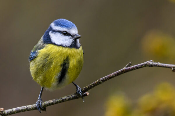 Can you help us identify the wildlife in our churchyard?